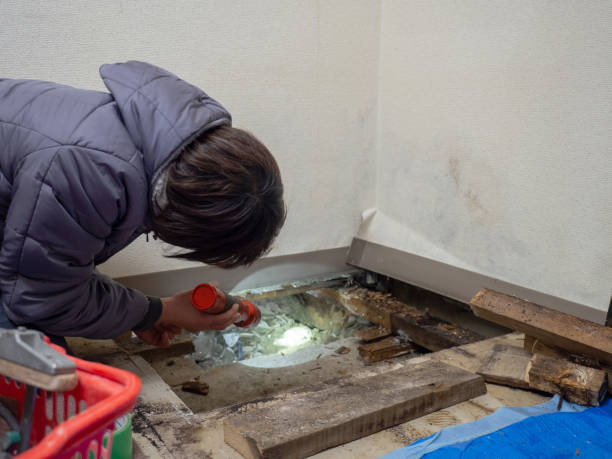 Best Mold Remediation for Healthcare Facilities  in Carlin, NV