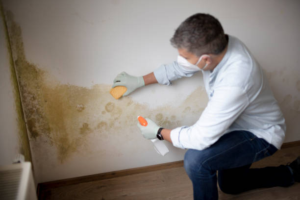 Forensic Mold Investigation in Carlin, NV