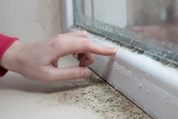 Best Biohazard Mold Removal  in Carlin, NV