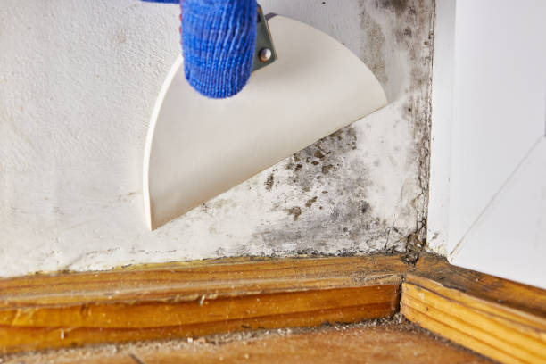 Best Dehumidification Services  in Carlin, NV